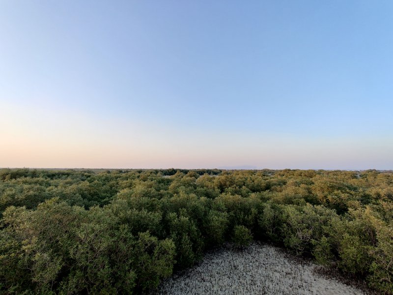 Mangrove National Park Abu Dhabi