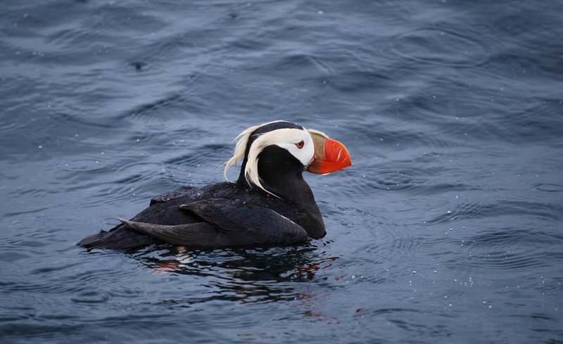 Tufted Puffin in Kenai Fjords