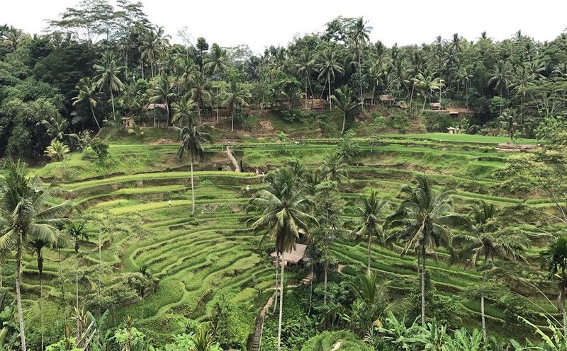 Jungle swing over Tegallalang rice terraces, Bali