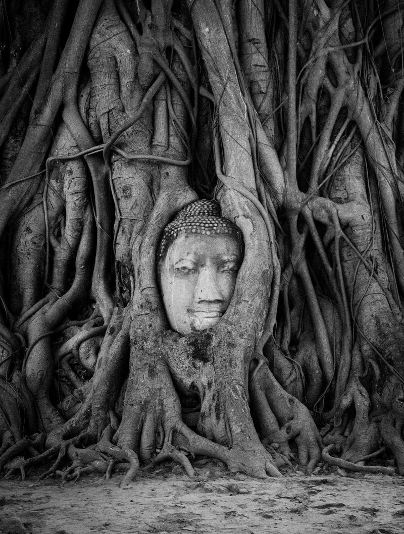 Buddha head in tree roots Wat Mahathat Ayutthaya