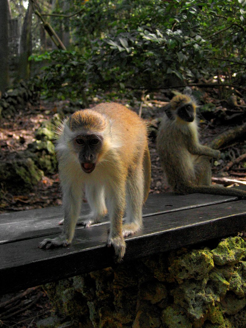 Barbados green monkey at the Wildlife Reserve, St Peter