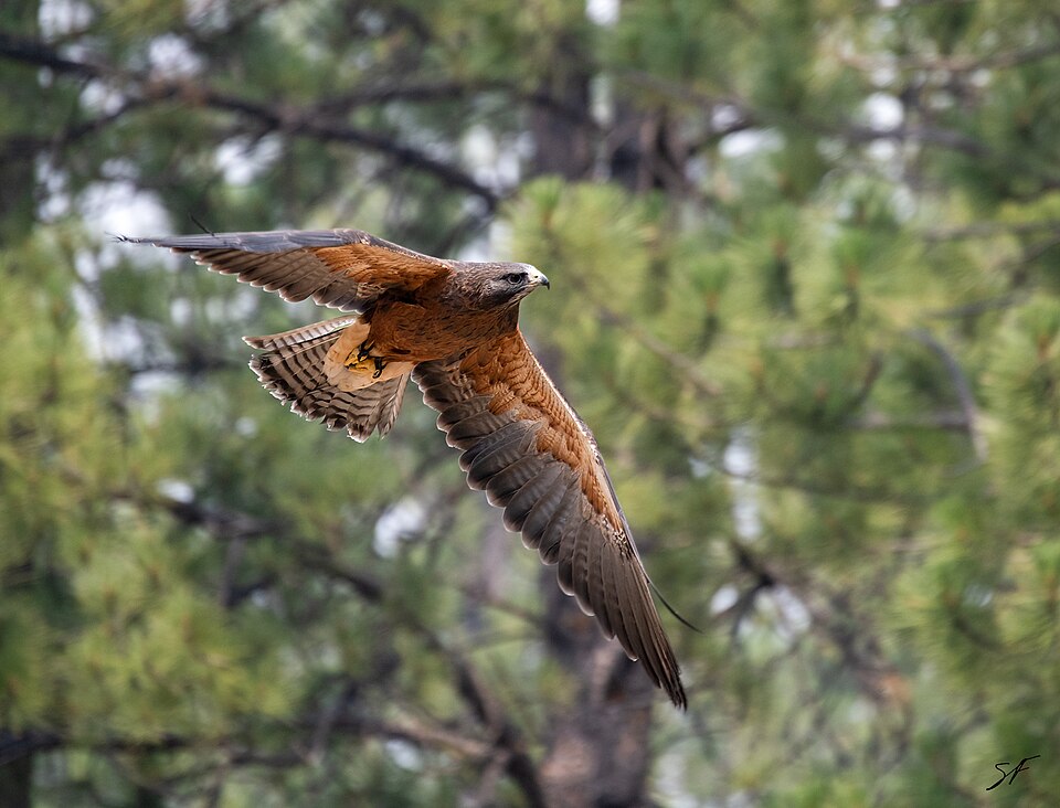 High Desert Museum