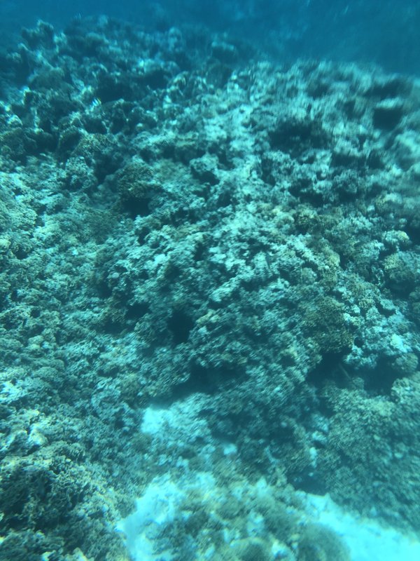 Snorkeling Bora Bora lagoon