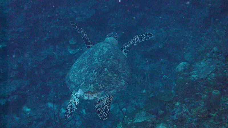 Sea turtle in Akumal Bay · Riviera Maya