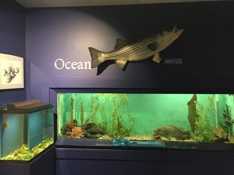 CCMNH aquarium exhibits