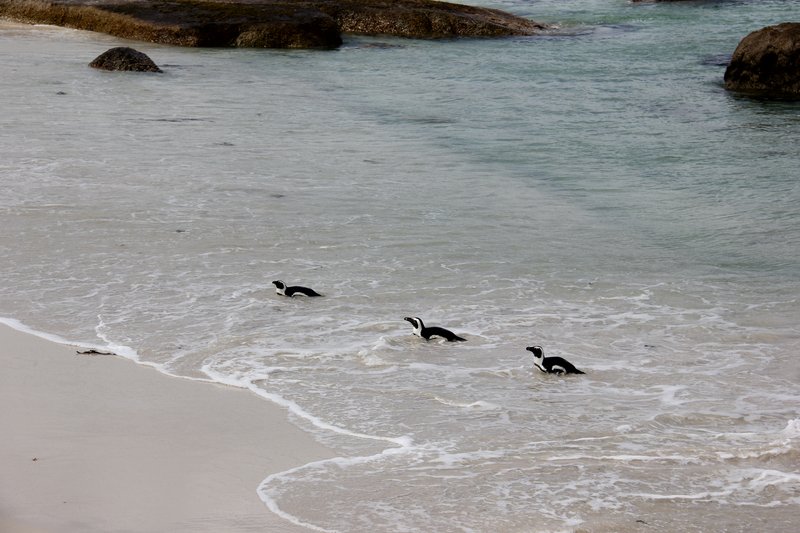 Boulders Beach penguins