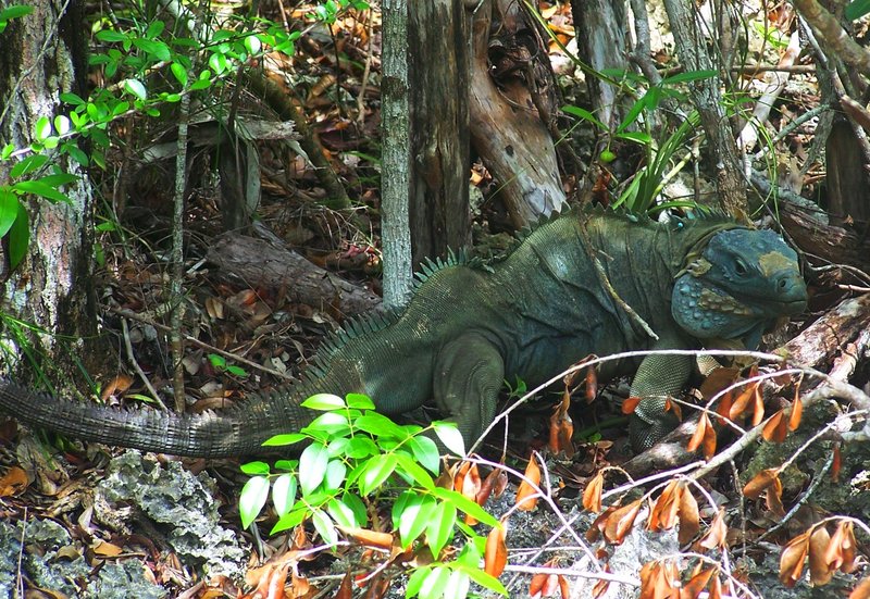 Grand Cayman Blue Iguana at Queen Elizabeth II Botanic Park