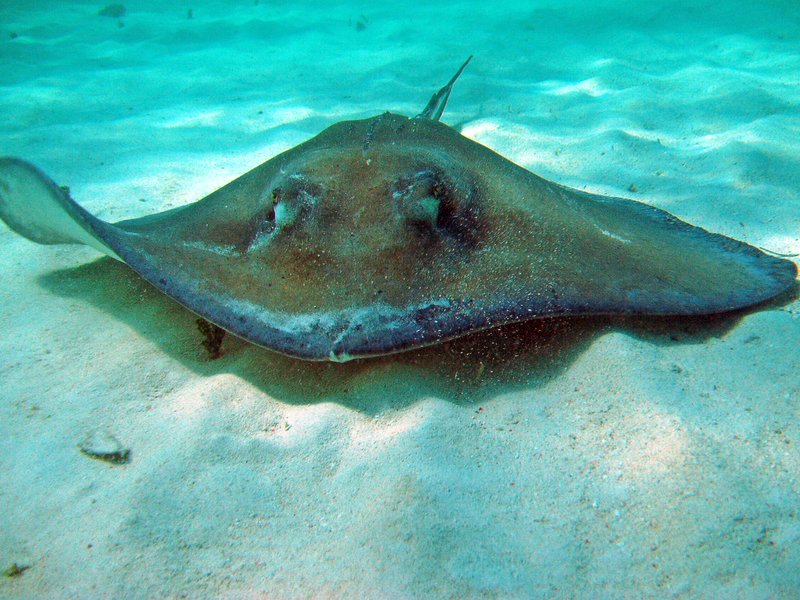 Southern stingray at Stingray City sandbar, Grand Cayman