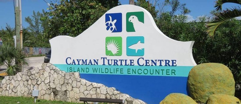 Green sea turtles at Cayman Turtle Centre, West Bay