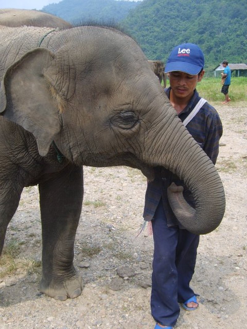 Elephant Nature Park Chiang Mai