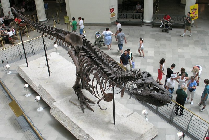 Sue the T. rex at the Field Museum of Natural History