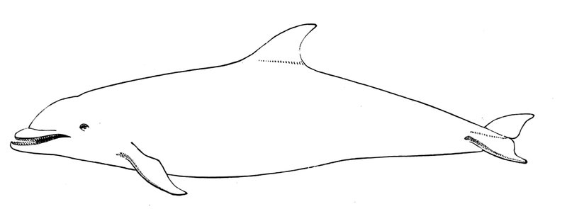 Bottlenose Dolphin