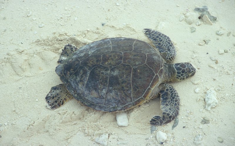 Green Sea Turtle