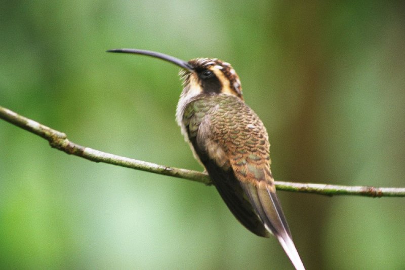 Parque das Aves — hummingbird in the walk-through aviary, Foz do Iguaçu