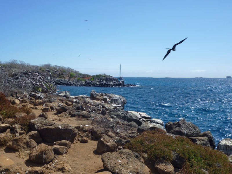 Rocky coastline of North Seymour Island with sea lions, Galápagos