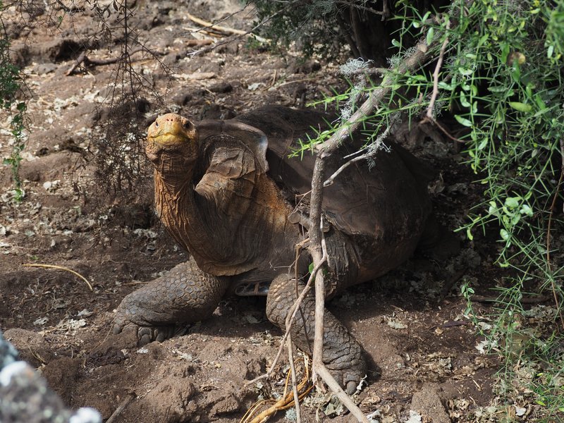 Giant tortoise Diego at the Charles Darwin Research Station, Galápagos
