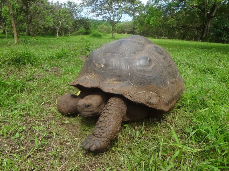 Giant Galápagos tortoise at El Chato Reserve, Santa Cruz