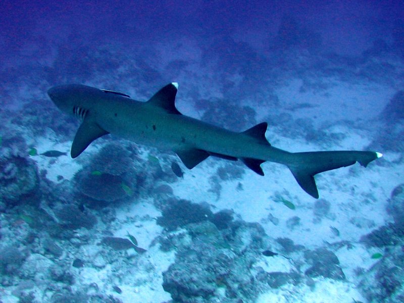 Whitetip reef shark in the waters of the Galápagos Islands