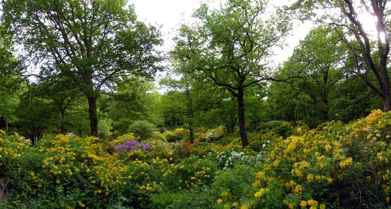 Azalea Valley, Slottsskogen