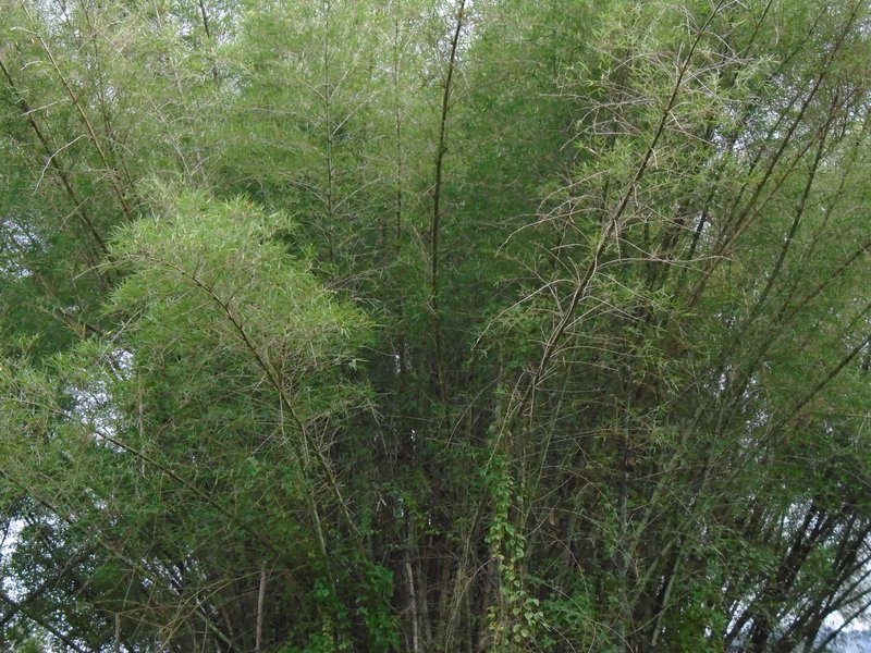Arashiyama Bamboo Grove