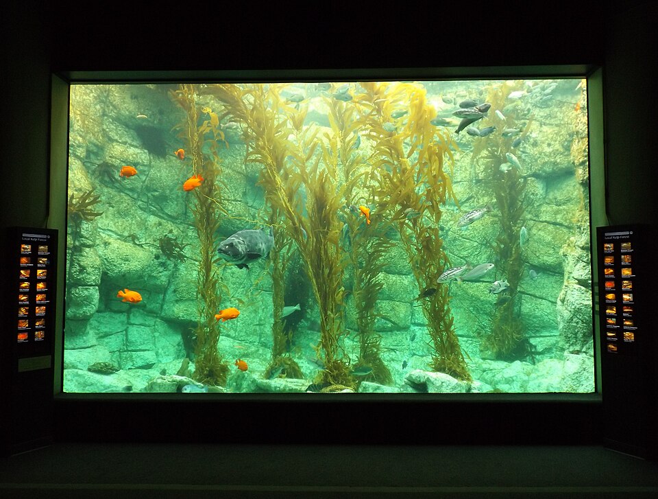 Kelp forest tank at Birch Aquarium at Scripps
