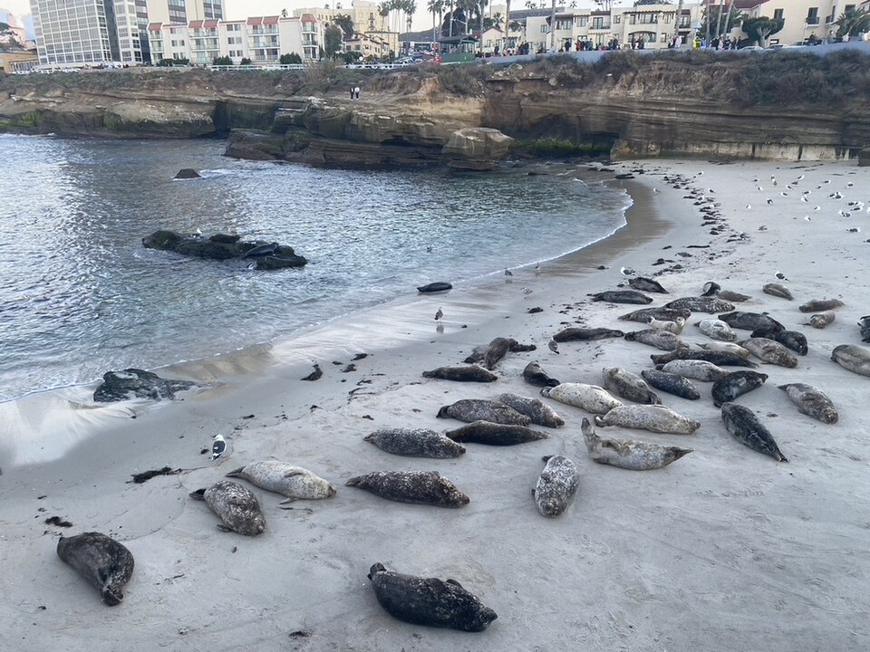 Harbor seals hauled out at Children's Pool