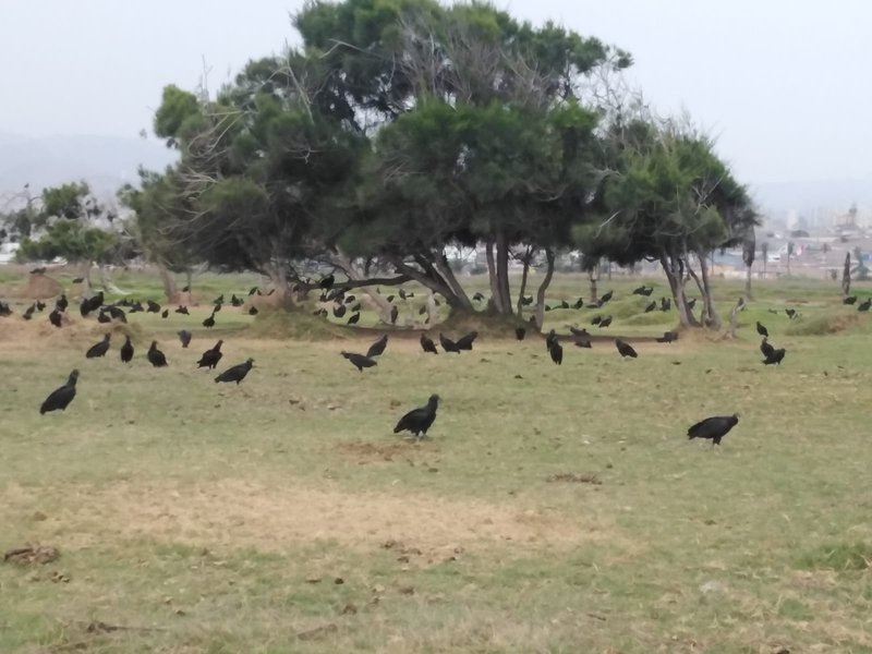 Birds at Pantanos de Villa wetland sanctuary, Lima