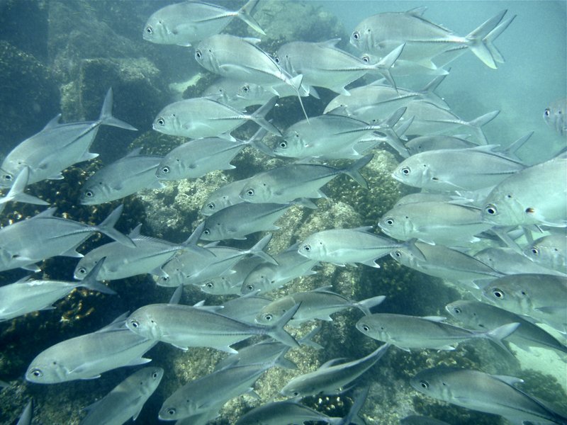 Fish in Chileno Bay, Los Cabos