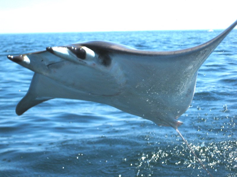 Mobula ray breaching, Sea of Cortez