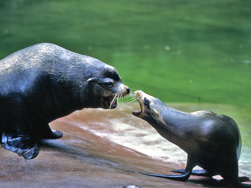 Sea of Cortez wildlife