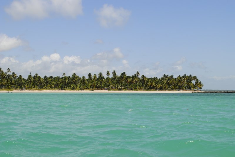 Dense coconut palm grove meeting the beach at Praia de Ipioca, Maceió