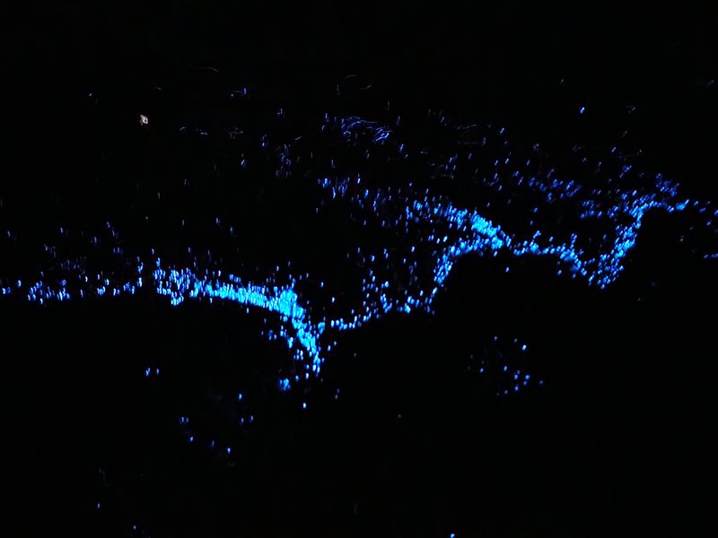 Bioluminescent plankton glowing in ocean waves at night
