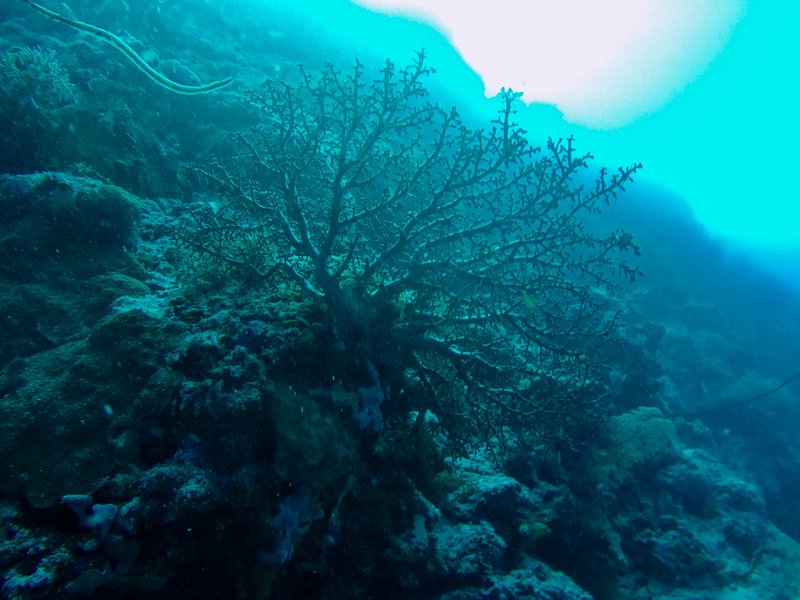 Gorgonian sea fan coral underwater