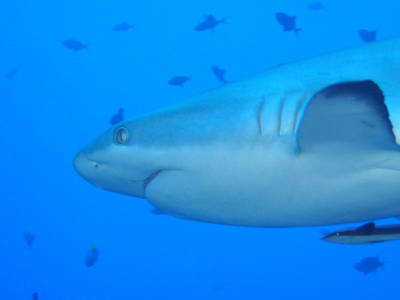Grey reef shark swimming underwater