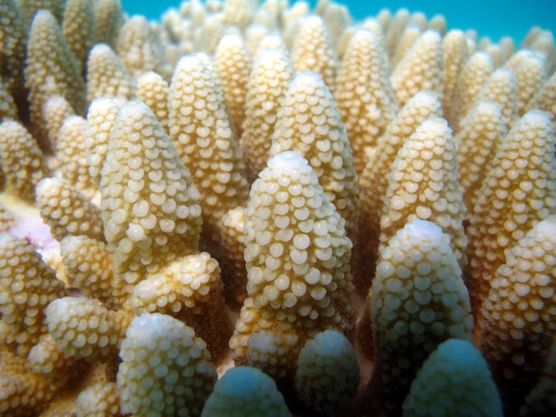 Acropora coral on a Maldives reef