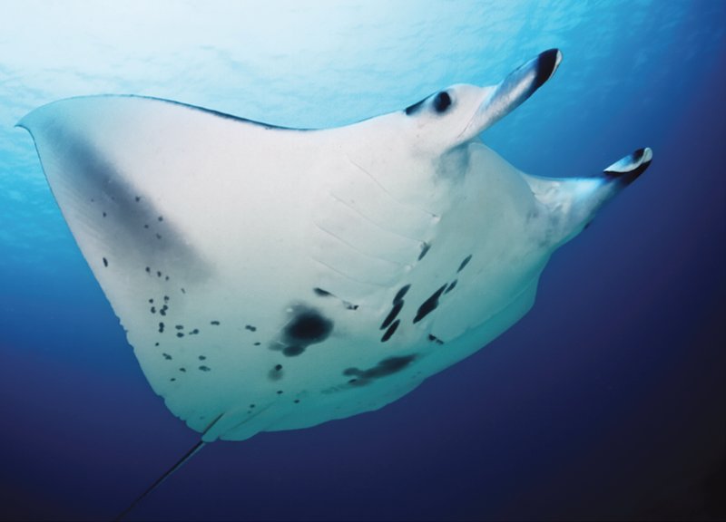 Reef manta ray cruising through open water
