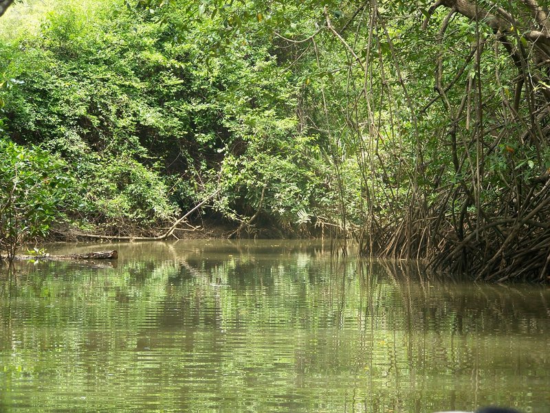 Damas Island Mangrove Estuary, Quepos, Costa Rica