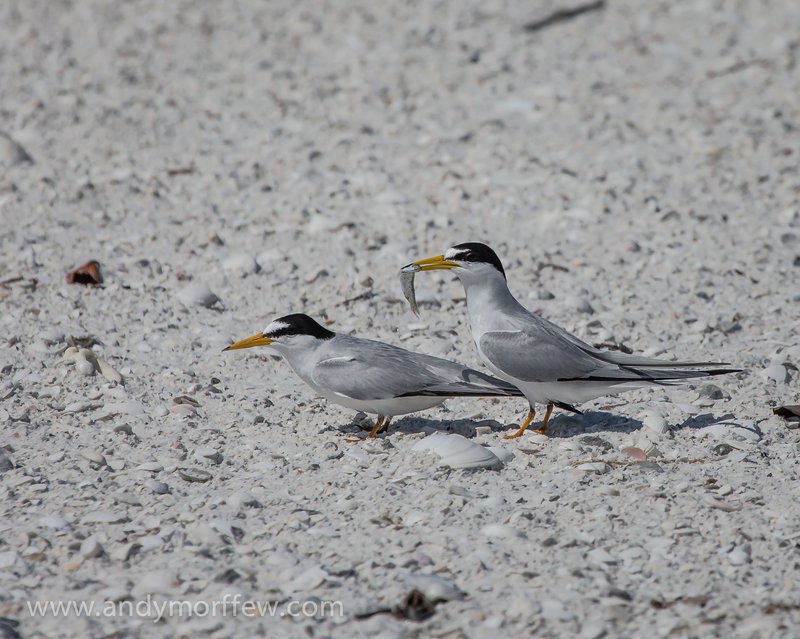 Least Terns, Tigertail Beach