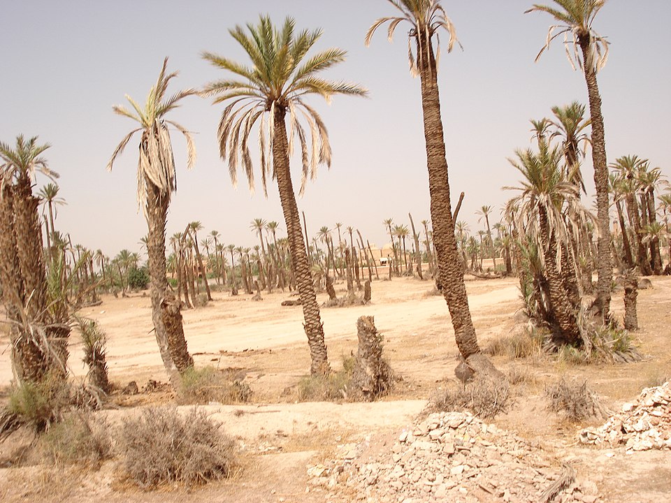 Palmeraie Palm Grove