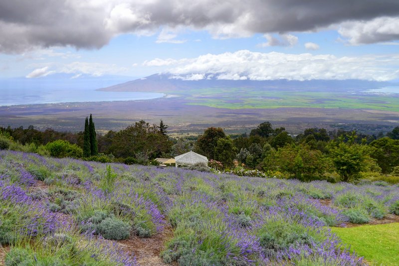Lavender fields at Aliʻi Kula Lavender Farm, Kula, Maui