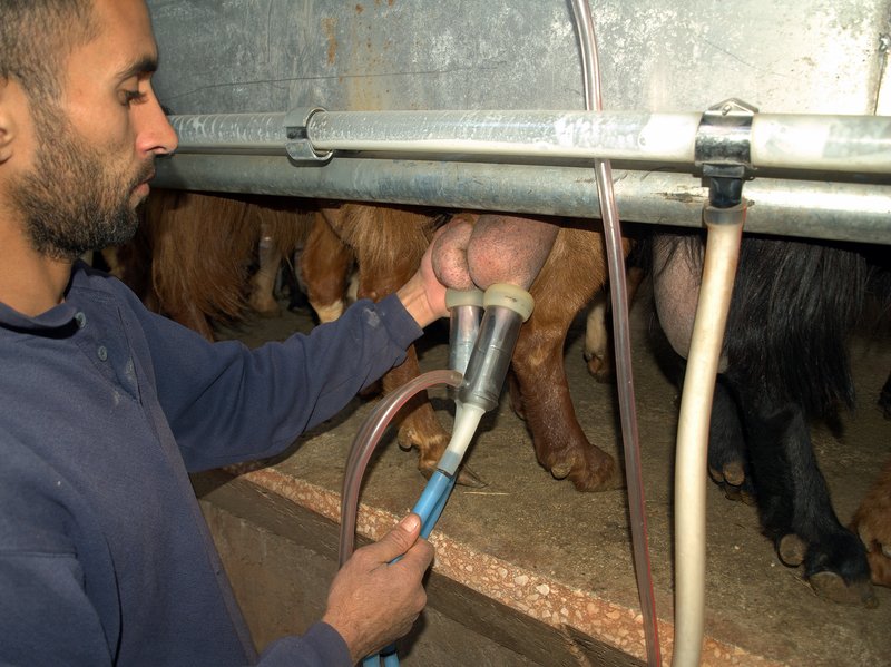 Goat milking at a dairy farm