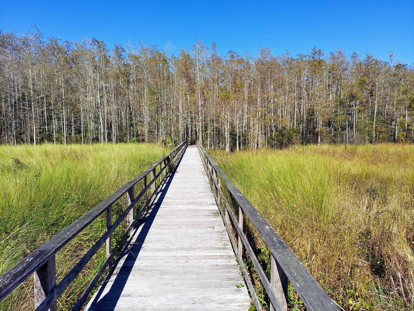Corkscrew Swamp Sanctuary boardwalk trail