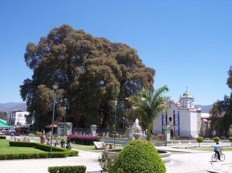 Árbol del Tule