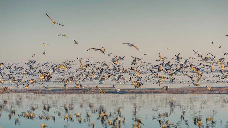 Salton Sea shoreline