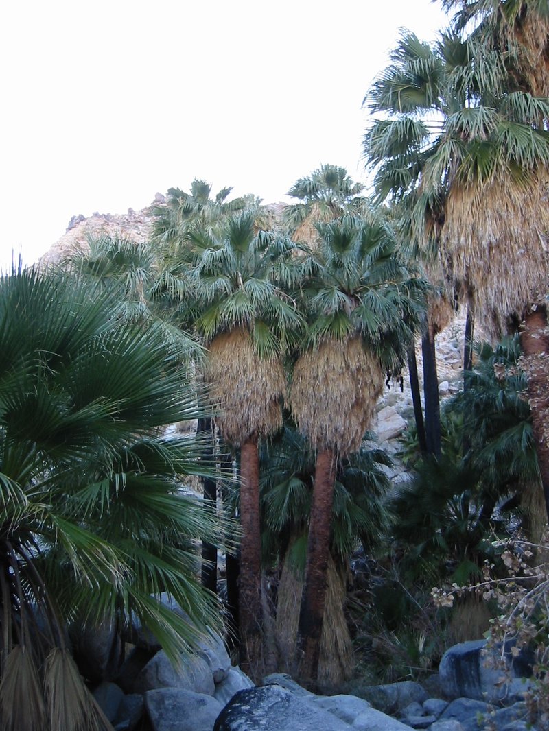 Washingtonia filifera California fan palms in natural oasis