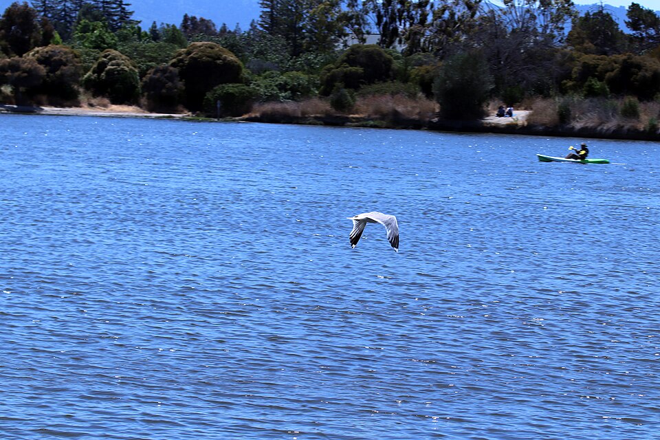 Shoreline at Mountain View