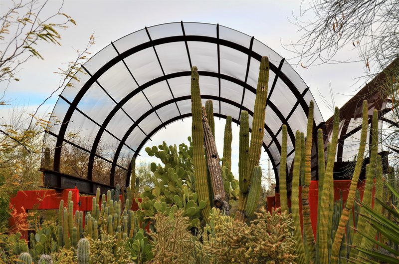 Cactus display at Desert Botanical Garden