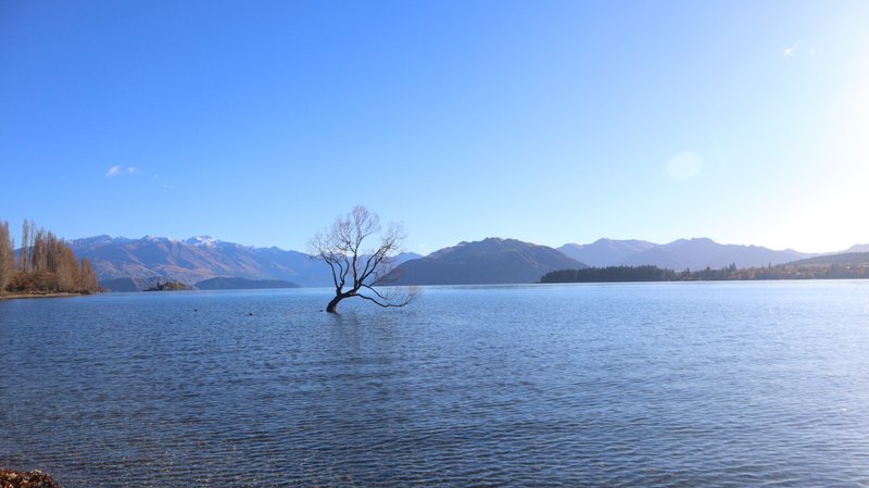 That Wānaka Tree