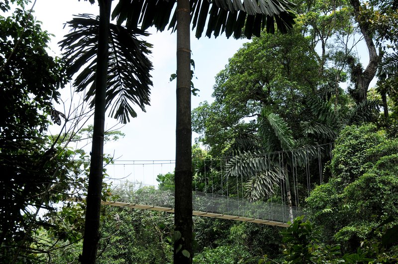 Hanging bridge above rainforest canopy at Mistico Park