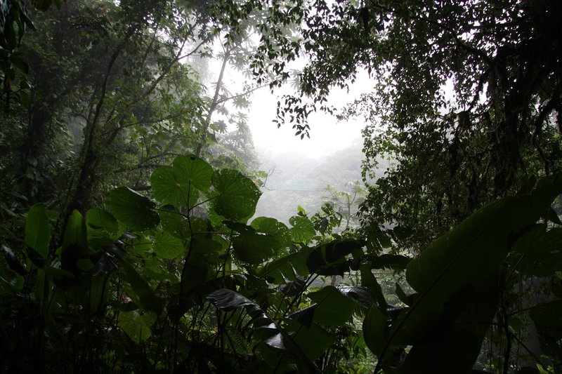 Cloud forest canopy in Monteverde with epiphytes